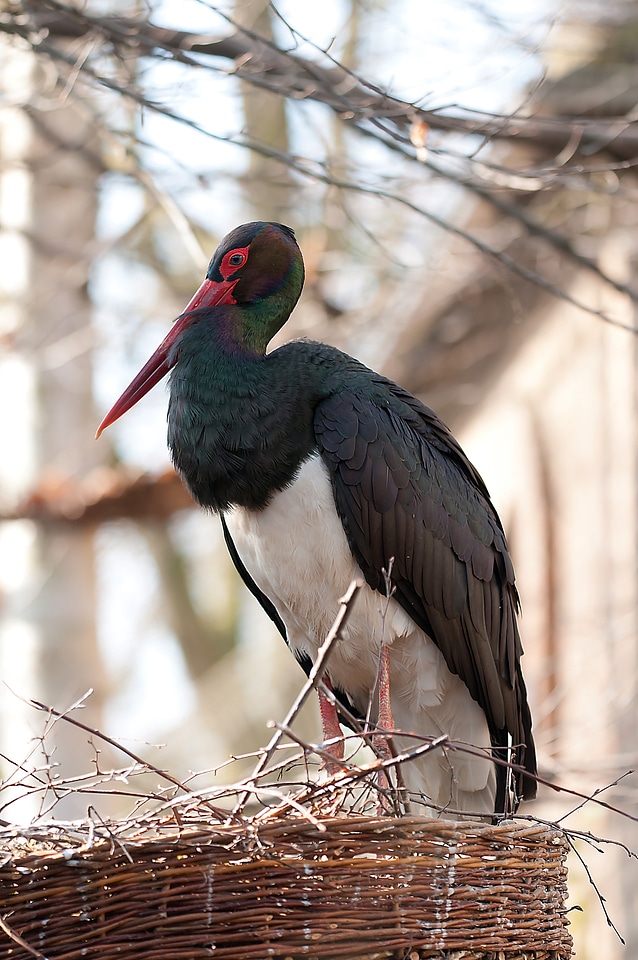 Black stork birds nest