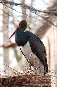 Black stork birds nest