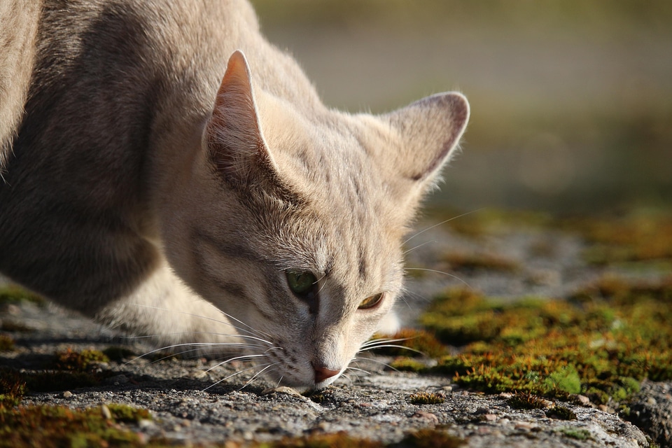 Animal cat claw