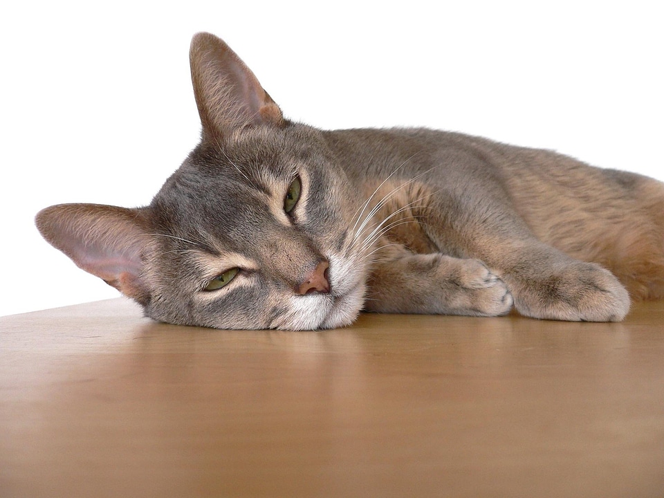 Adorable animal cat