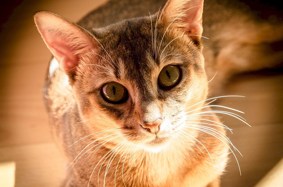 Adorable animal cat