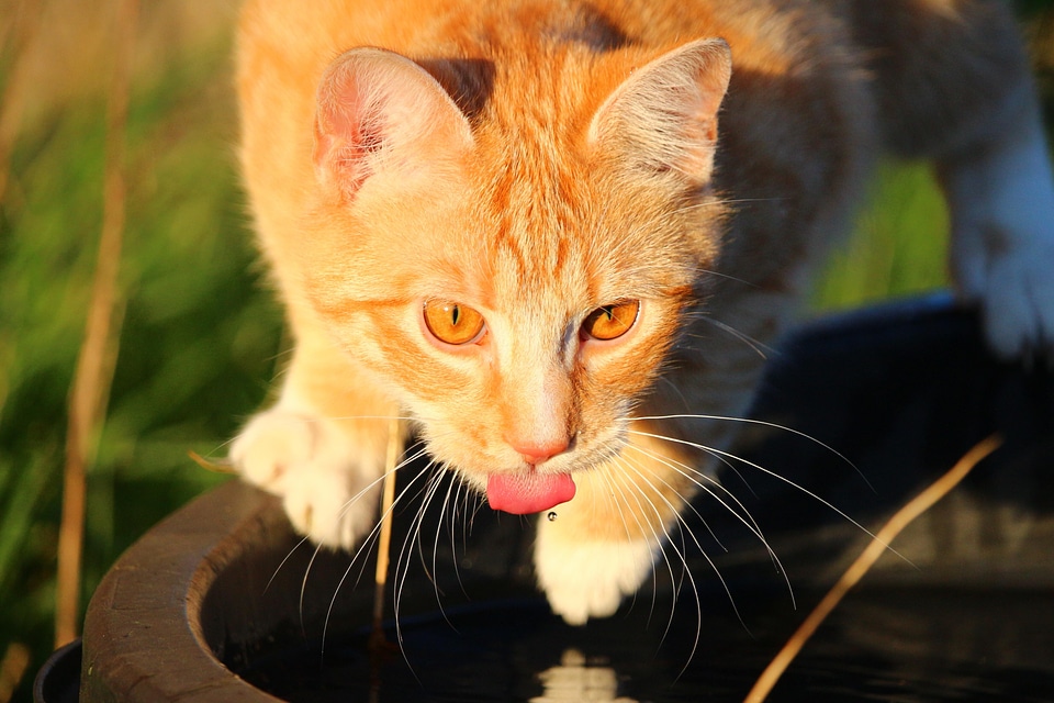 Adorable animal cat