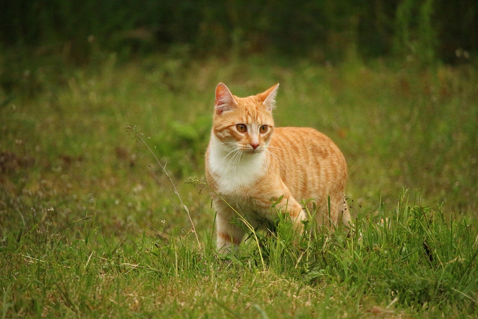 Adorable animal cat