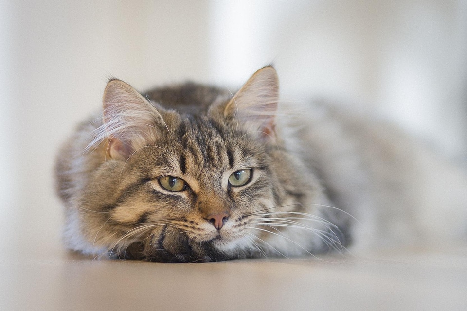Animal beautiful photo cat