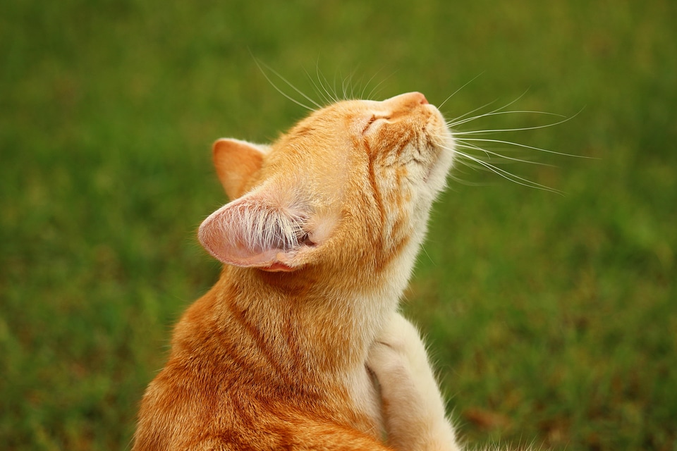 Adorable animal cat