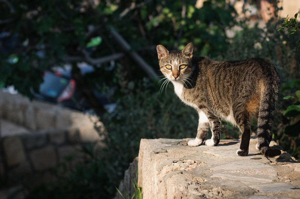 Adorable animal cat