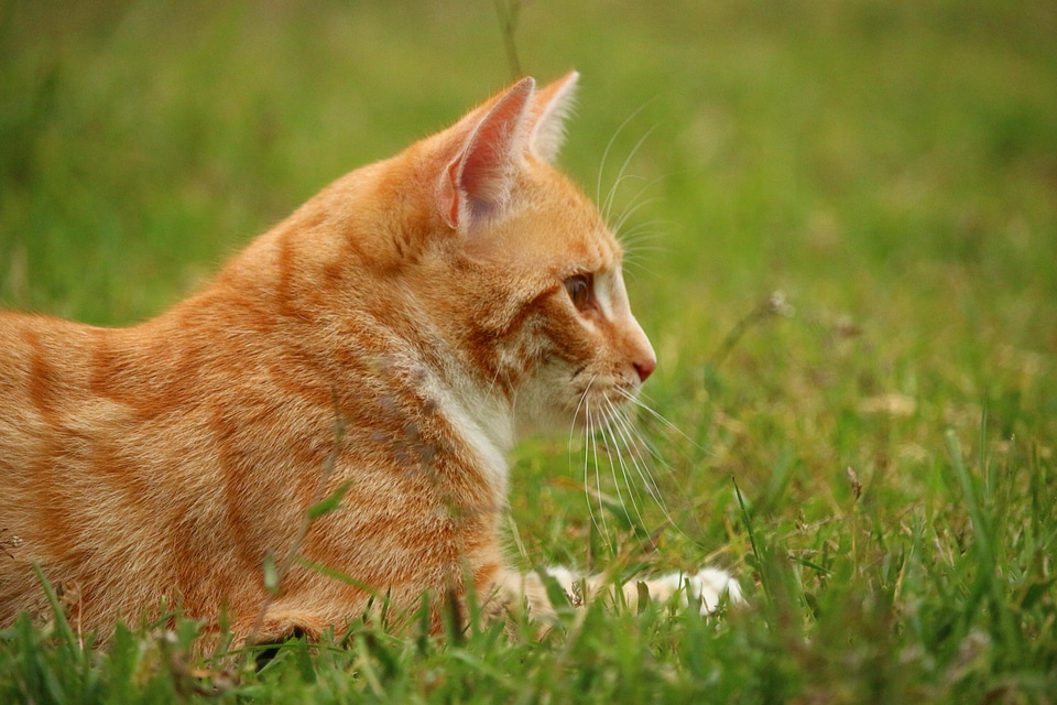 Animal beautiful photo cat