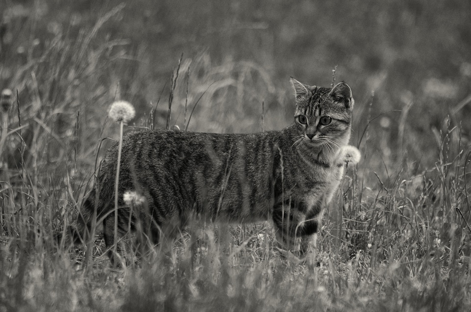 Animal black and white cat