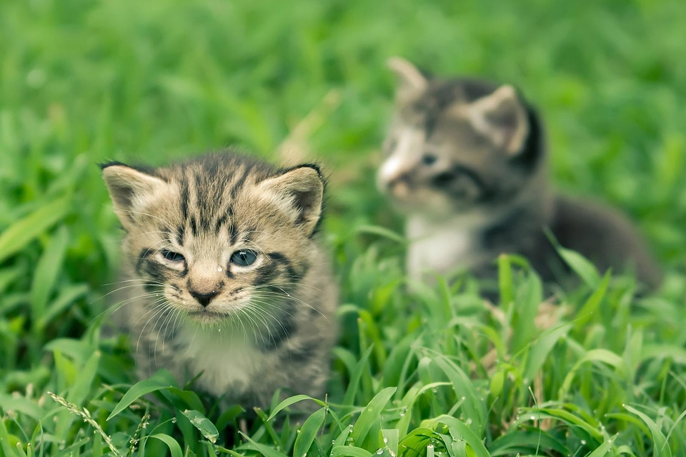 Adorable animal cat