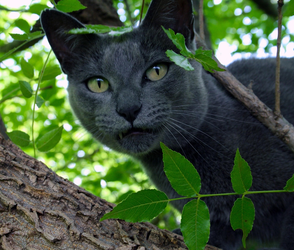 Animal beautiful cat