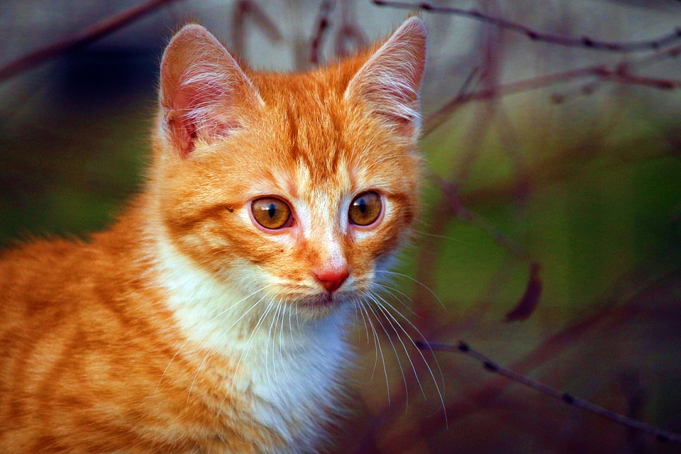 Animal animals cat