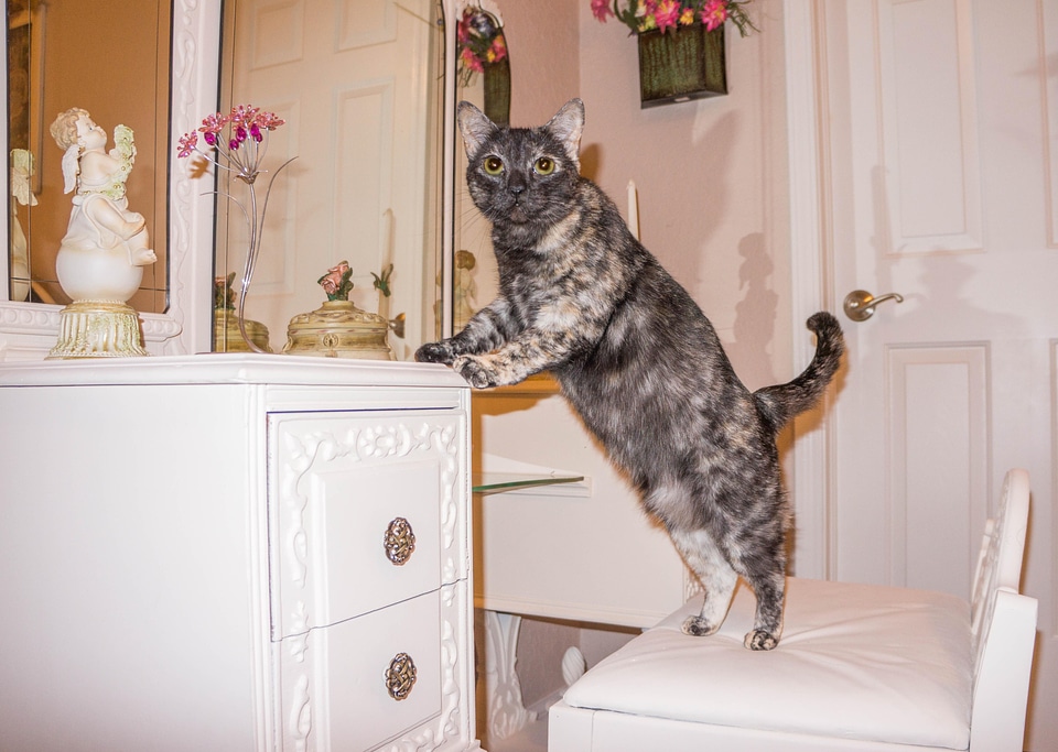 Animal architecture cat