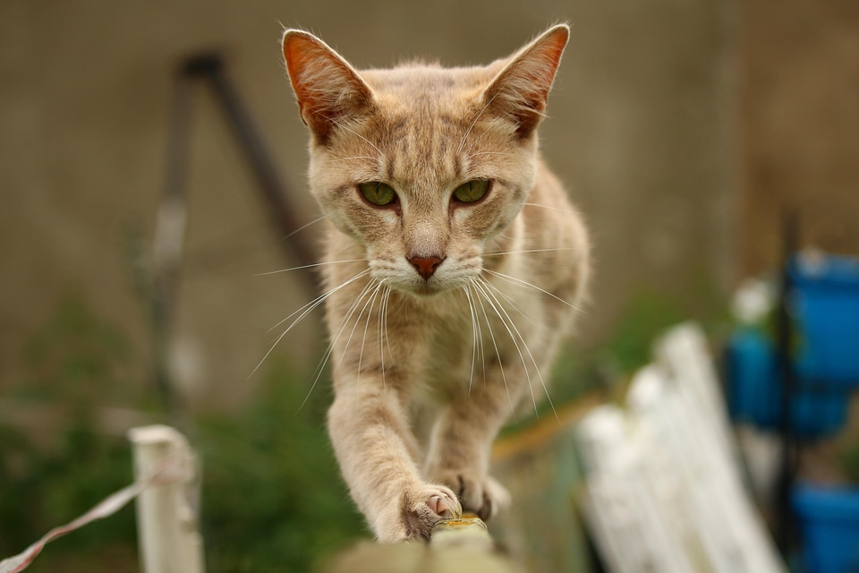 Animal cat claw