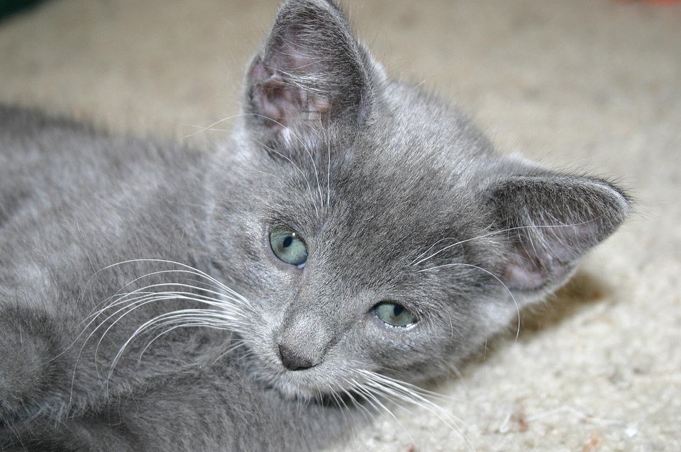 Adorable animal cat