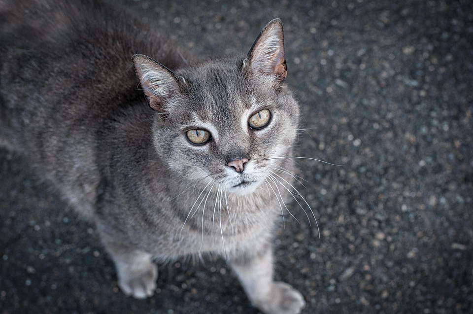 Animal cat claw