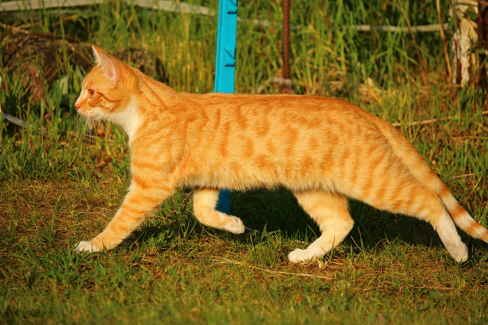 Adorable animal cat