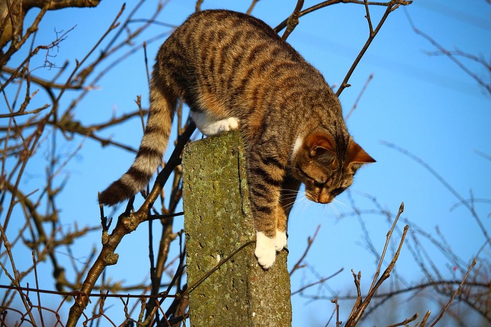 Animal cat claw