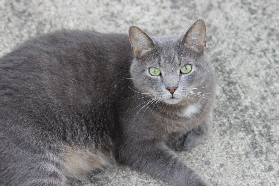 Adorable animal cat