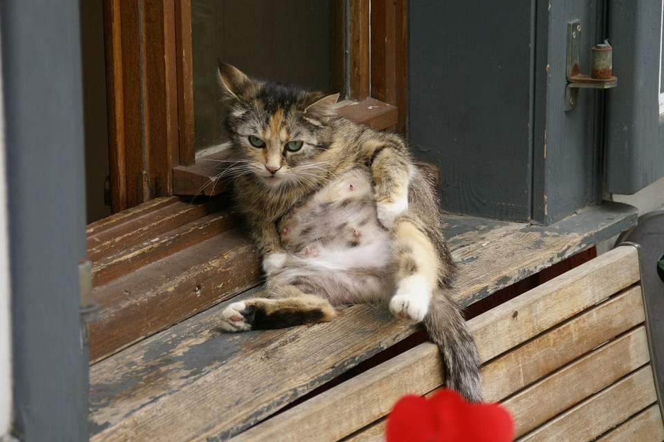 Adorable animal cat