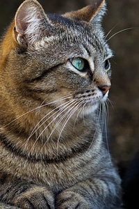 Adorable animal cat