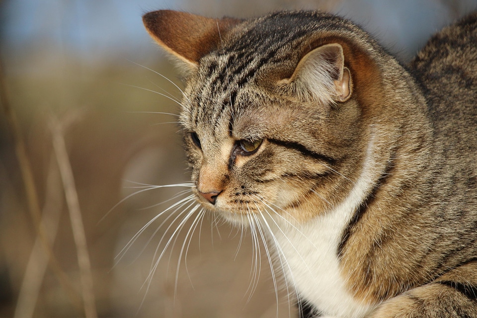 Animal beautiful photo cat