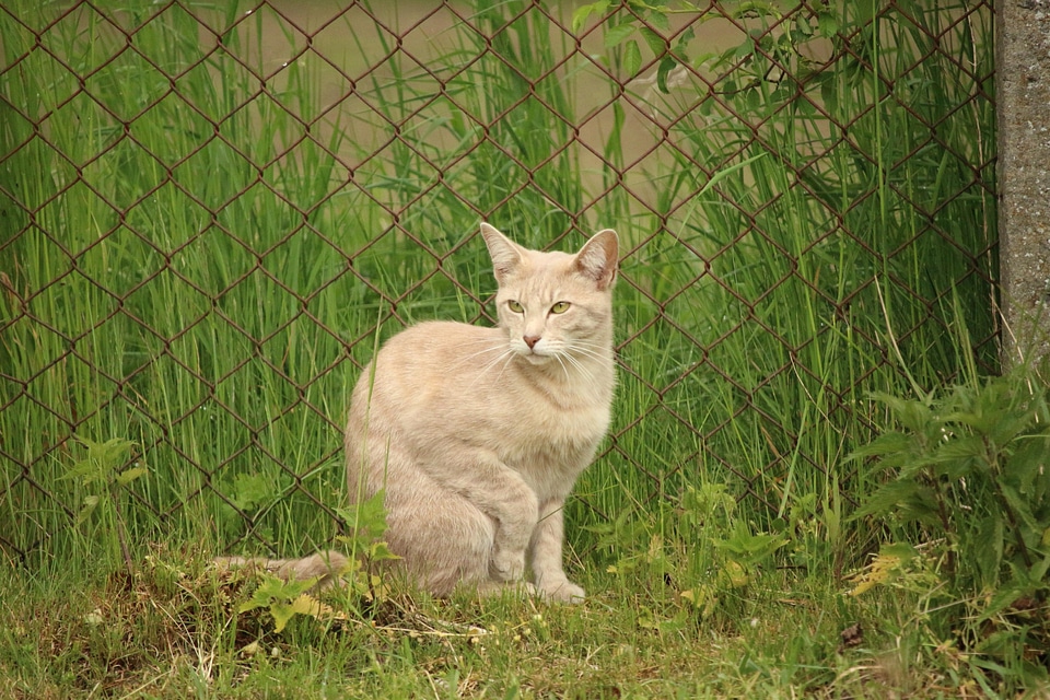 Animal cat claw
