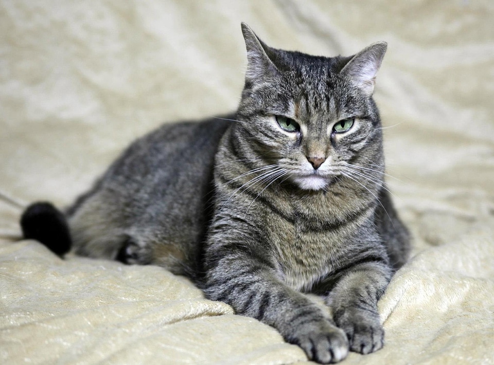 Animal beautiful photo cat
