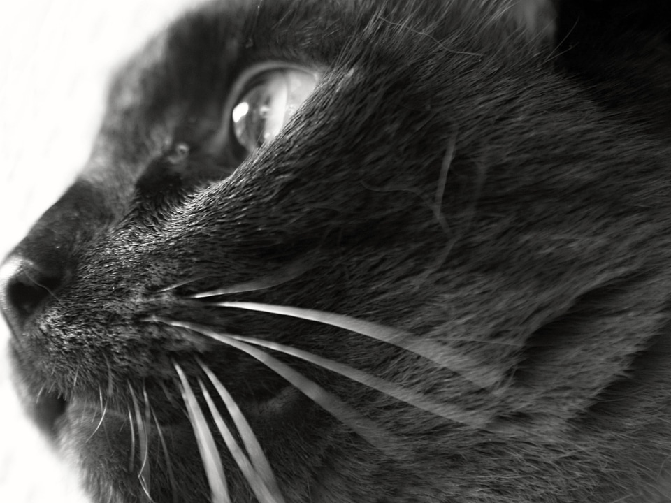 Animal black black and white