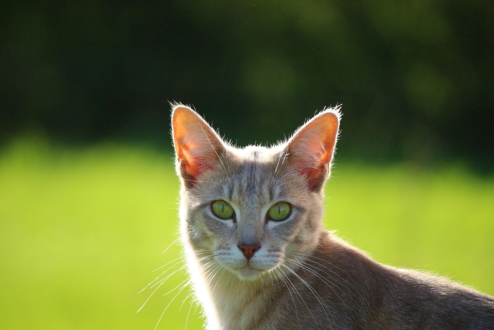 Animal beautiful photo cat