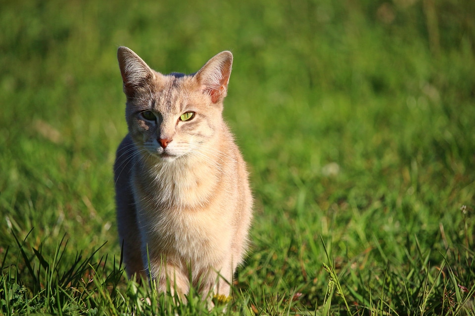 Animal beautiful photo cat