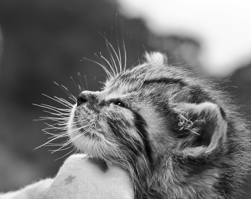 Animal black black and white
