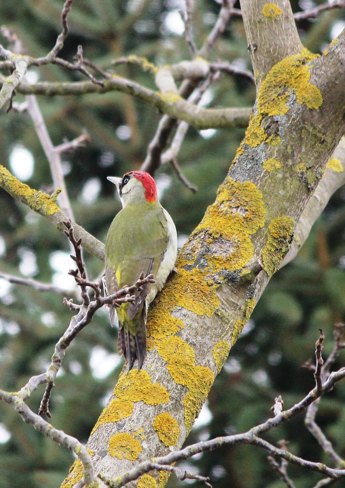 Balz woodpecker tree