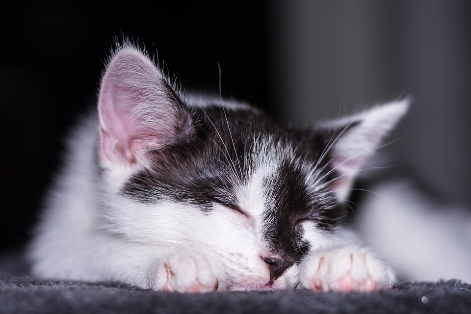 Adorable animal cat