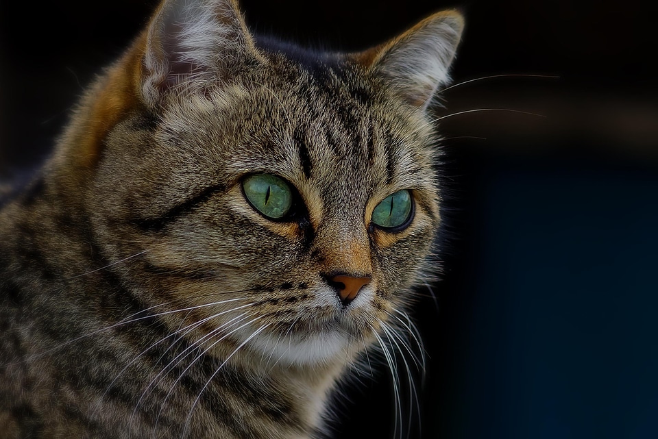Animal beautiful photo cat