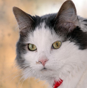 Adorable animal cat