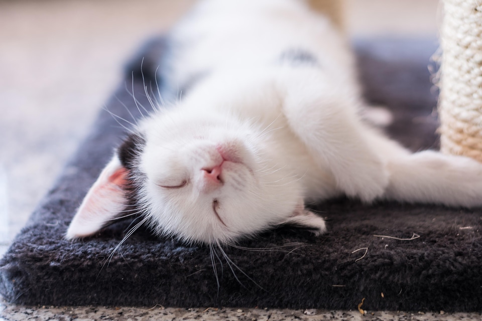 Adorable animal cat