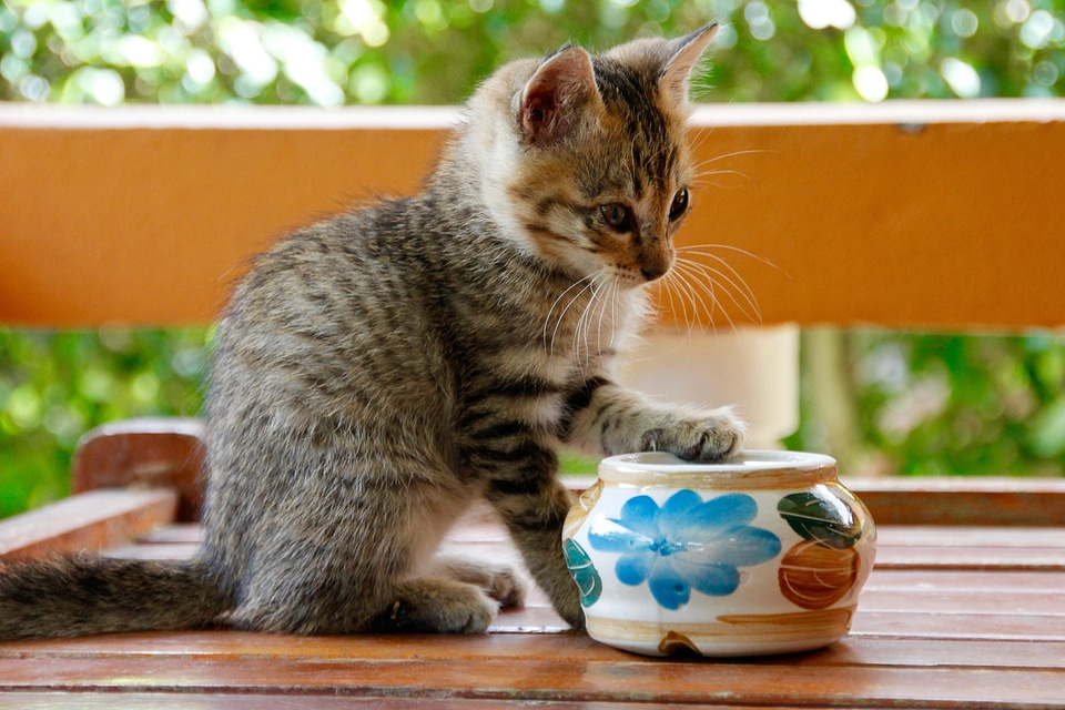 Animal beautiful photo cat