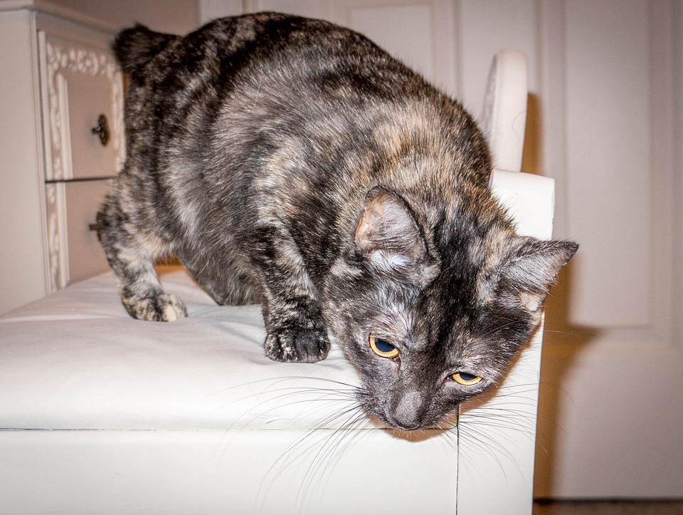 Adorable animal cat
