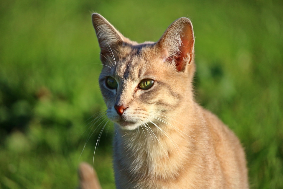 Animal beautiful photo cat
