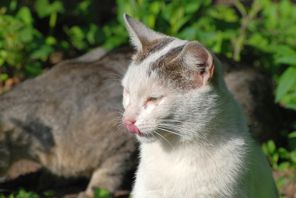 Adorable animal cat