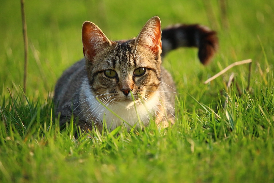 Adorable animal beautiful photo