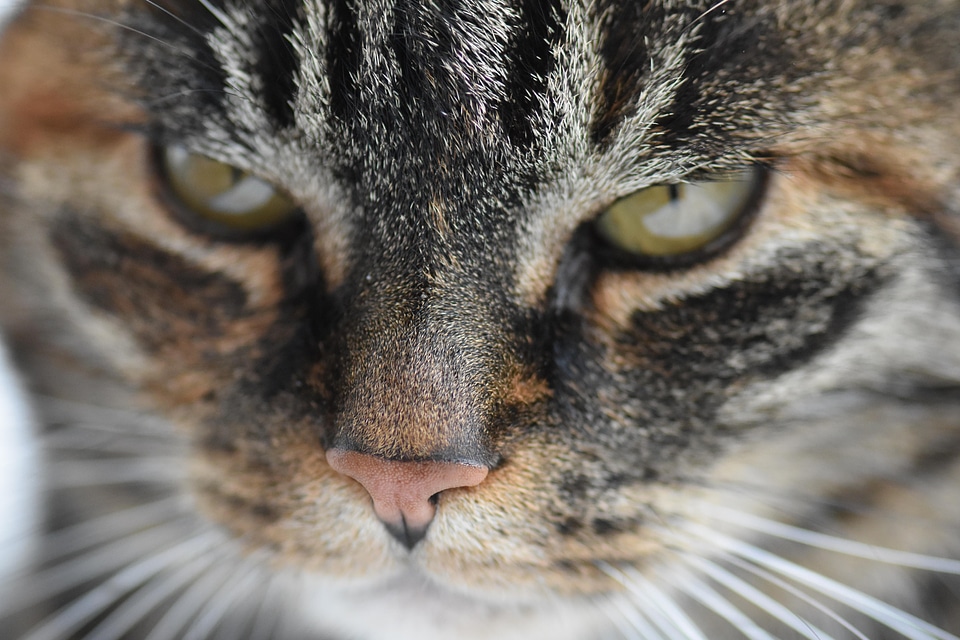 Animal beautiful photo cat