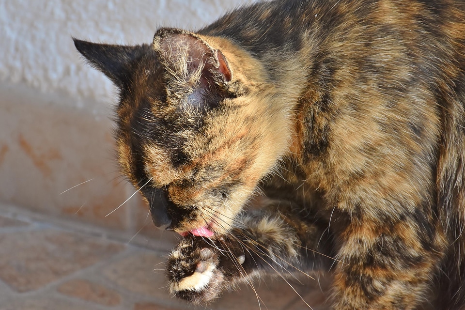 Animal cat claw