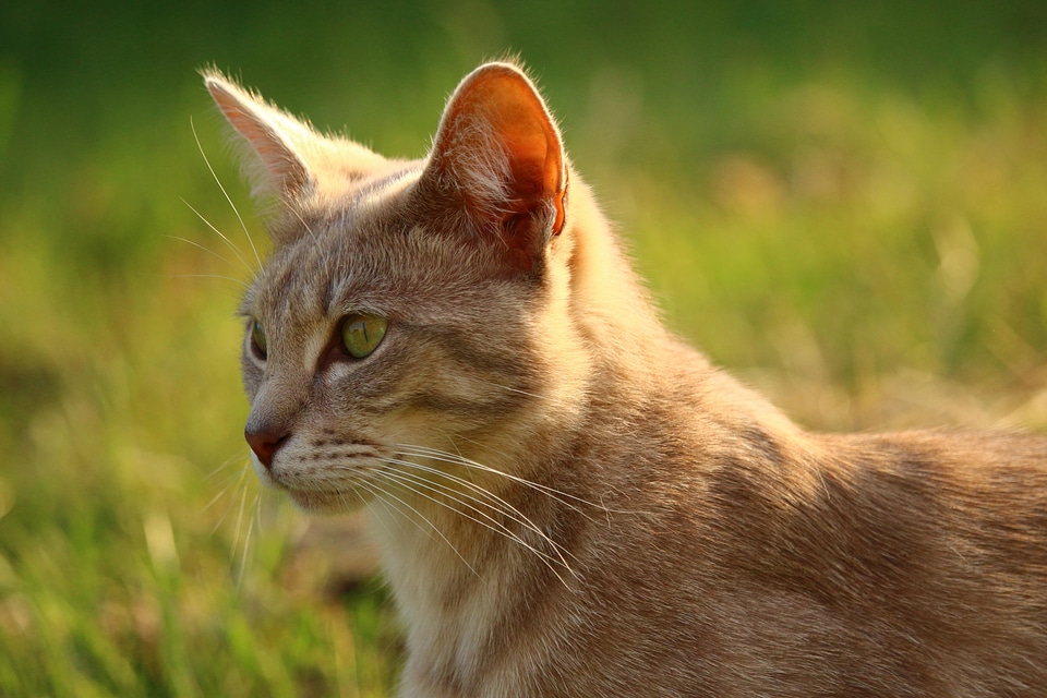 Animal beautiful photo cat