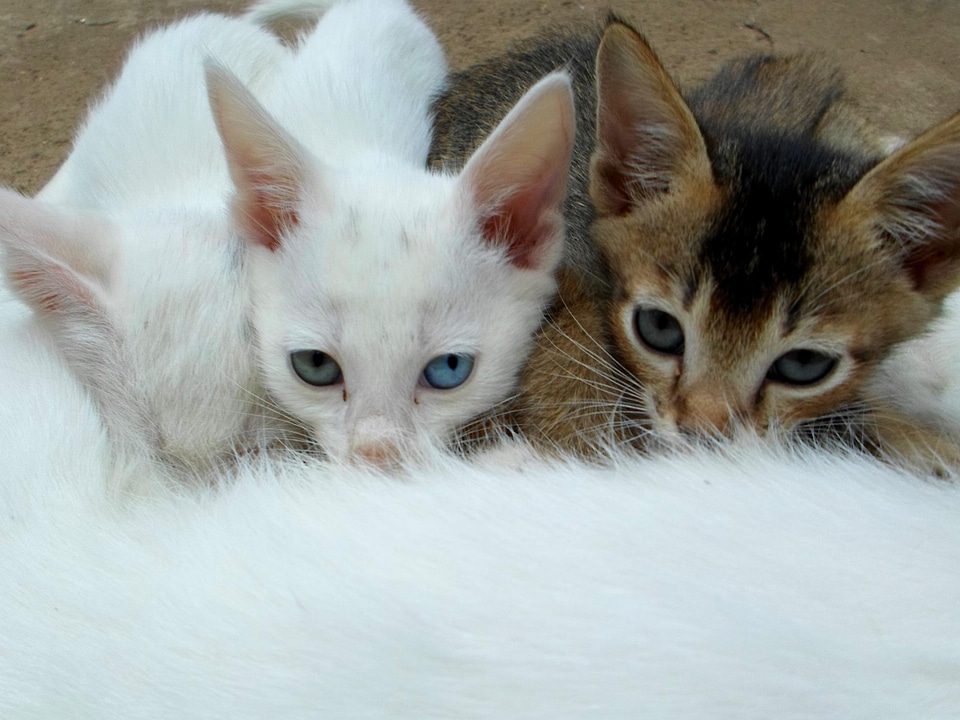 Adorable animal animals