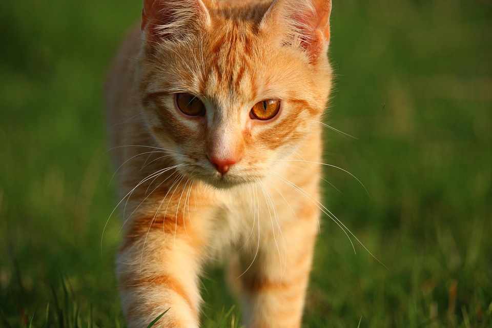 Animal beautiful photo cat