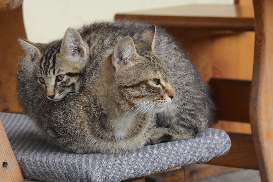 Adorable animal cat