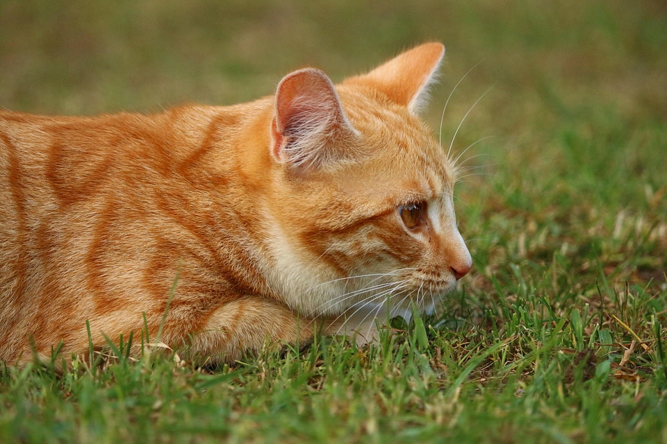 Adorable animal cat