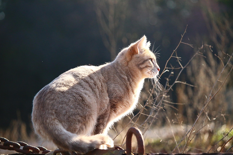 Adorable animal cat