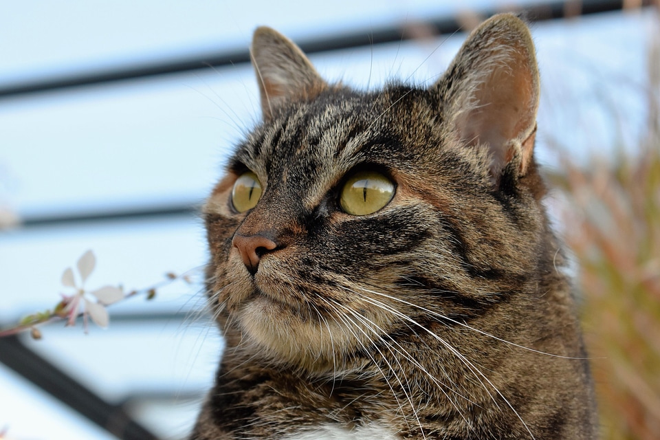 Adorable animal cat